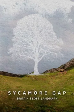 Khoảng Trống Sycamore: Di Sản Mất Đi Của Nước Anh