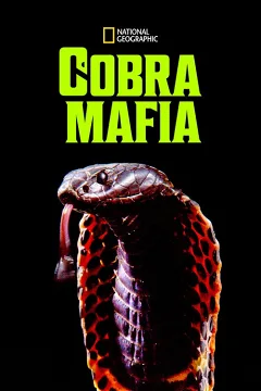 Mafia Rắn Hổ Mang